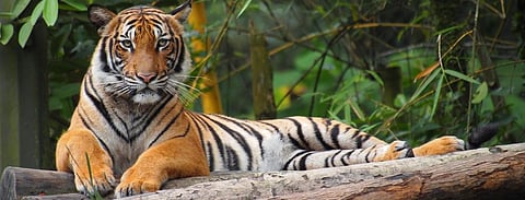 US tiger coronavirus positive; wildlife and zoo alert in India