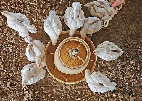 Consumption of poultry fed on antibiotics leads to antimicrobial resistance in humans (Photograph: Vikas Choudhary)
