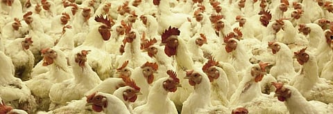 COVID-19 calls for renewed look at livestock farming