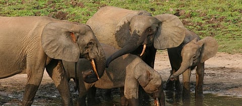 A losing battle to protect forest elephants in Central Africa