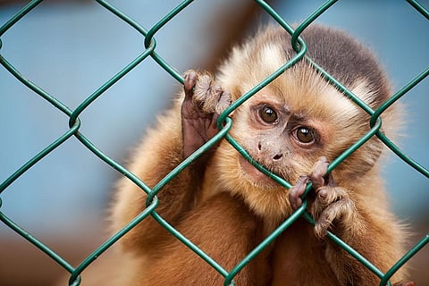 Perhaps now, we might be able to think about those poor animals whom we cage in those modern prisons call “zoos” for our recreation and education. (Image credit: iStock)
