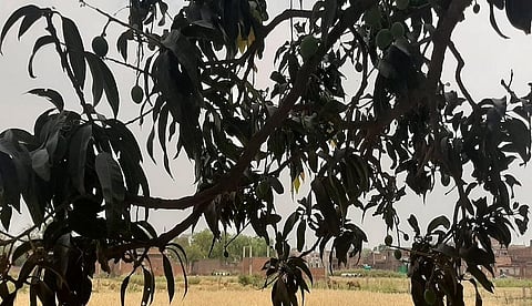 बनारस में लगे आम के पेड़। फोटो: रिजवाना तबस्सुम