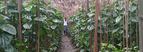 COVID-19: Losses stoke fear among Bengal’s betel leaf farmers
