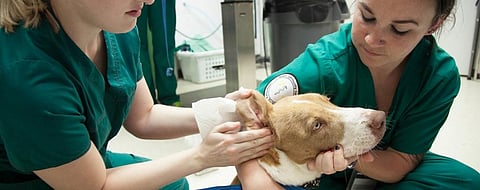 World Veterinary Day 2020: How animal welfare by vets can help prevent future outbreaks