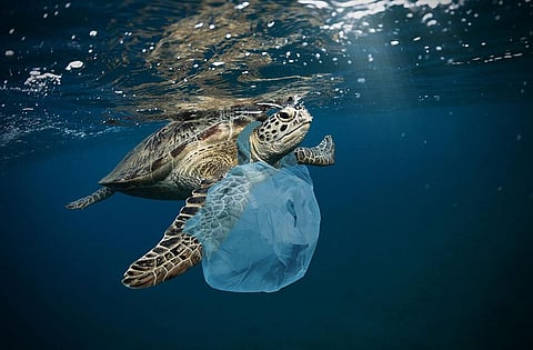 Plastic, once ingested, gets in the turtle’s gut and limits its ability to absorb and digest food. (Image: iStock)
