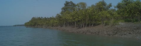 The Sundarbans span over 4,000 square kilometres and consist of 102 islands Photo: Gurvinder Singh