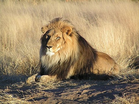 Photo: wikipedia