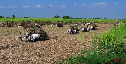 COVID-19: Sitharaman’s ‘agri bouquet’ does not cut ice with farm experts