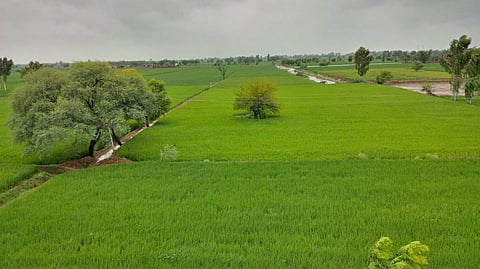 COVID-19: Reverse migration sparks concern for Punjab’s paddy season