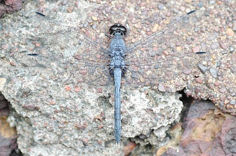 A male Konkan Rockdweller from Vijaydurg. Photo: Dattaprasad Sawant