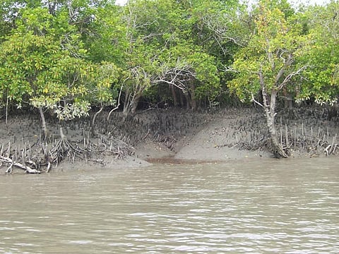 The Sundarbans mangrove forest. Photo: Wikimedia Commons
