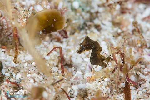 How an underwater photo led to the discovery of a tiny new seahorse species