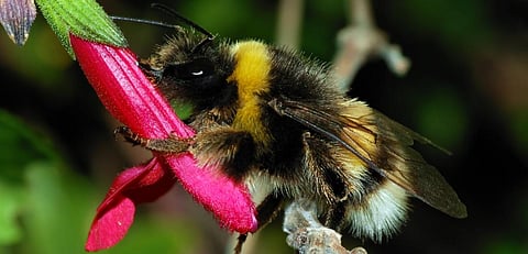 Global Eco Watch: Bumblebees bite leaves to make plants flower early