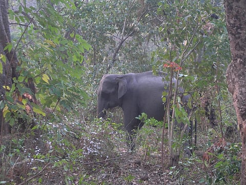 How National Board for Wildlife gives legitimacy to illegal mining in Assam