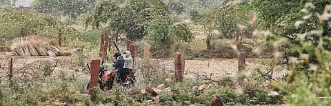 In Rajasthan's Dholpur. Swarms of locusts descended on several districts of the western Indian state in the worst locust attack since 1993. Credit: Vikas Choudhary