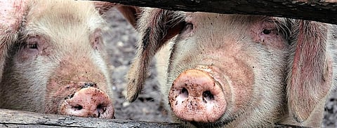 COVID-19: Possible link between virus, intensive pig farming, says study