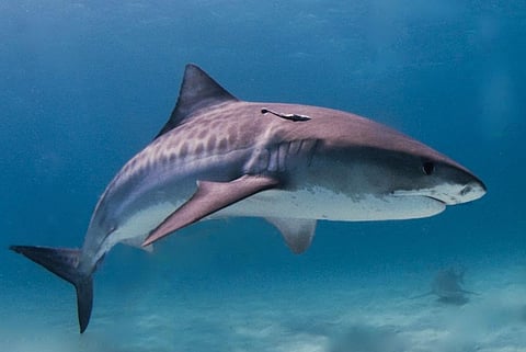 Photo: wikimedia commons