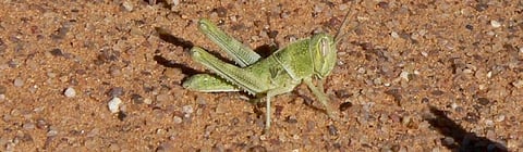 Locust attack: Nine Odisha districts under alert, officials asked to keep vigil