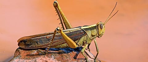 Locust attack: 40 of MP’s 55 districts hit