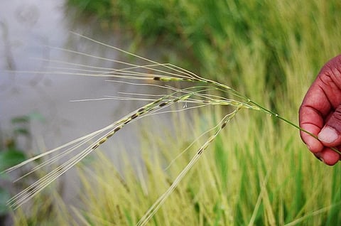 India bans broken rice export; 20% duty on other grades