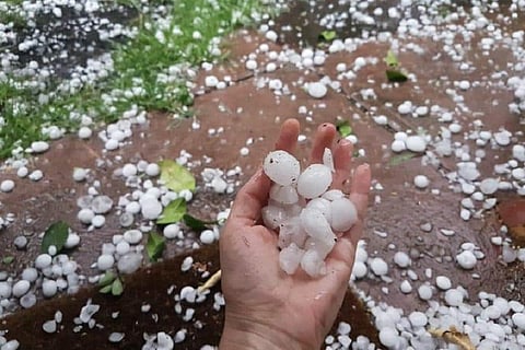 हिमाचल प्रदेश: ओलों के साइज को हाथ में उठाकर दिखाता बागवान। फोटो: रोहित पराशर