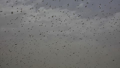 Locusts have wrought havoc in 24 of Rajasthan's 33 districts this year. Photo: Vikas Choudhary