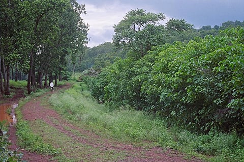 Tribal ministry panels draft fresh guidelines for community forest, habitat rights
