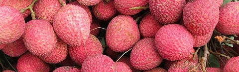 Litchi harvest in Bihar affected due to unusual weather, say scientists
