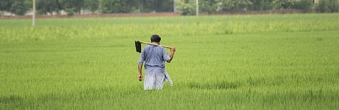 Punjab bats for direct seeding of rice. But will it help farmers?
