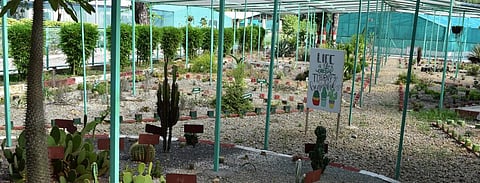 The section on cactus in the Haldwani biodiversity park houses 61 species of cactus and 89 succulents. Photo: Bhupesh Koetalia, Uttarakhand Forest Department, Haldwani