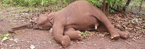 The tusks of the male elephant were removed. There were no signs of external injuries Photo: Ashis Senapati