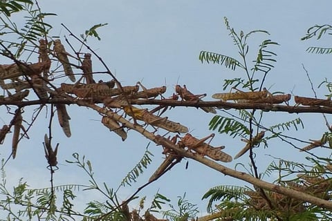 फाइल फोटो: सीएसई