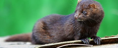 COVID-19: Infection in Dutch mink farms point to ‘reverse zoonosis’