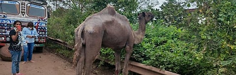 An abandoned camel found on the National Highway in Odisha. Photo: Ashis Senapati