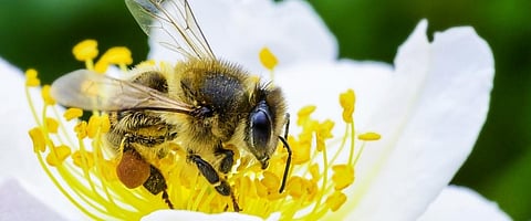 Pollinator Week: Why we need to protect the bees and the butterflies