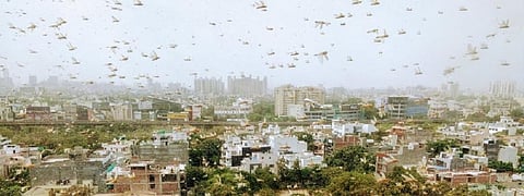 Locusts have been spotted in Delhi's Aya Nagar as well as in five locations in Gurugram. Photo: @joybhattacharj / Twitter