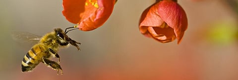 Pollinator Week: Economic impact of pollination cannot be underestimated