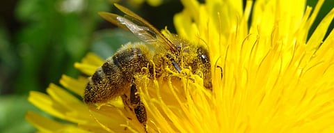Pollinator Week: How climate change disrupts flower growth, puts bees at risk
