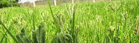 Odisha set to introduce locally produced millets into ICDS, PDS