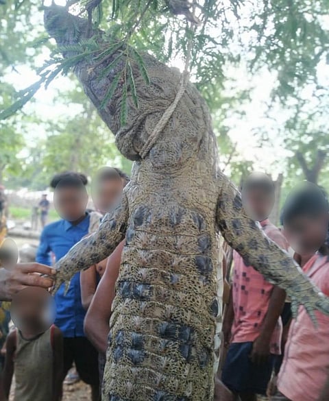 The crocodile was thrashed and killed by the villagers, who hung it on a tree in the village Photo: Ashis Senapati