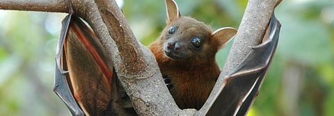 World Zoonoses Day: Changing our relationship with animals to avoid another pandemic