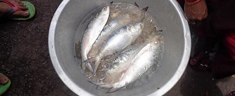 Fresh Hilsa is fetching Rs 800-1,000 a kilogram currently in Odisha. Photo: Ashis Senapati