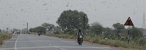 Locust swarms: How the other plague is affecting several states