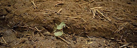 A cotton farm belonging to Mahaveer Saran of Beenjhbaila village in Sri Ganganagar district of Rajasthan. Before locusts attacked the village on May 26, young plants dotted the field Photo: Adithyan