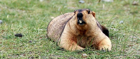 South Asia is home to the Himalayan Marmot. Photo: Flickr