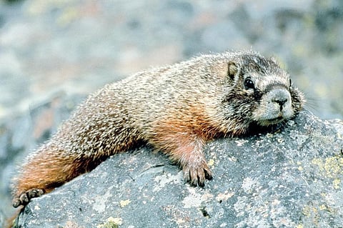 Photo credit: wikimedia commons
