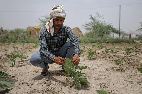 राजस्थान के धौलपुर इलाके में टिड्डियों की वजह से सब्जियों को हुए नुकसान के बारे में दिखाता एक किसान। फोटो: विकास चौधरी