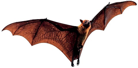 Winged wonders: We should not resent bats, because we need them