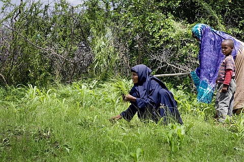 More than 19 mln people can face food insecurity in west, central Africa: Report