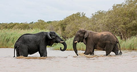 Understanding the complexity and shocking double standards applied in global conservation is vital. Photo: Wikimedia Commons